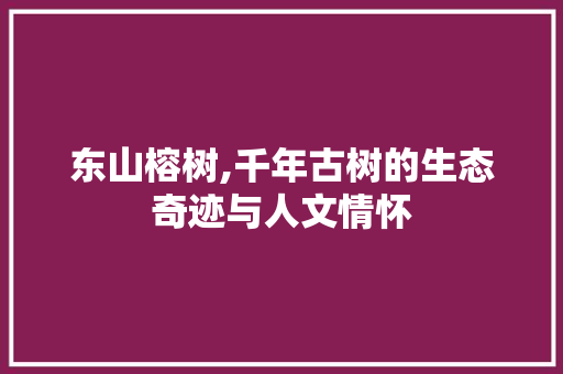 东山榕树,千年古树的生态奇迹与人文情怀