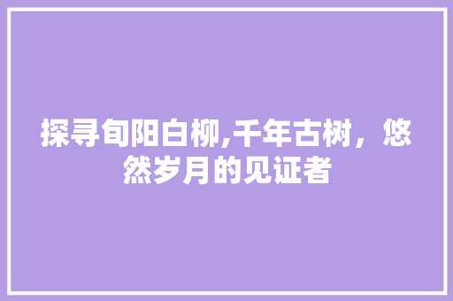 探寻旬阳白柳,千年古树，悠然岁月的见证者