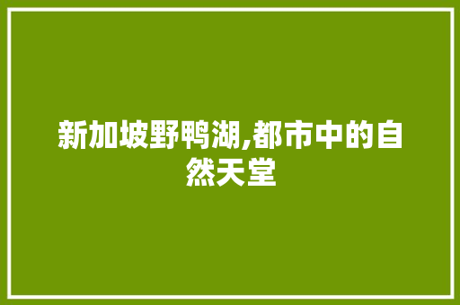 新加坡野鸭湖,都市中的自然天堂