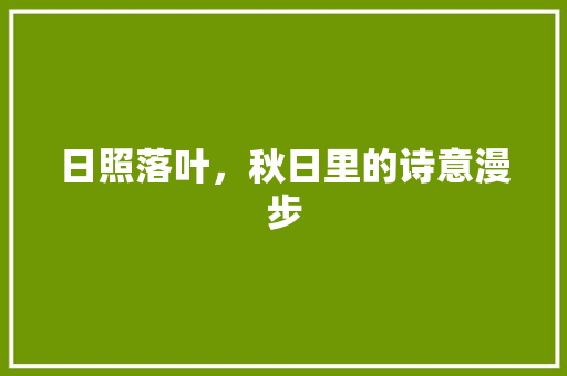 日照落叶，秋日里的诗意漫步