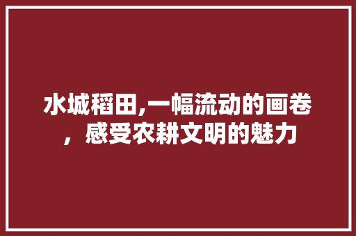 水城稻田,一幅流动的画卷，感受农耕文明的魅力