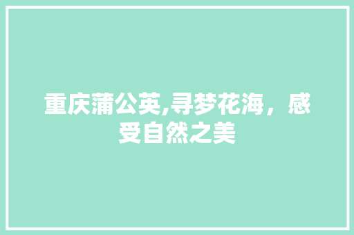 重庆蒲公英,寻梦花海，感受自然之美