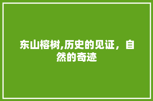 东山榕树,历史的见证，自然的奇迹