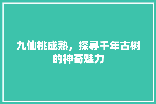 九仙桃成熟，探寻千年古树的神奇魅力