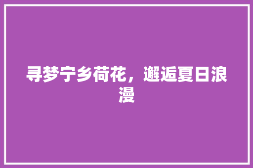 寻梦宁乡荷花，邂逅夏日浪漫  第1张