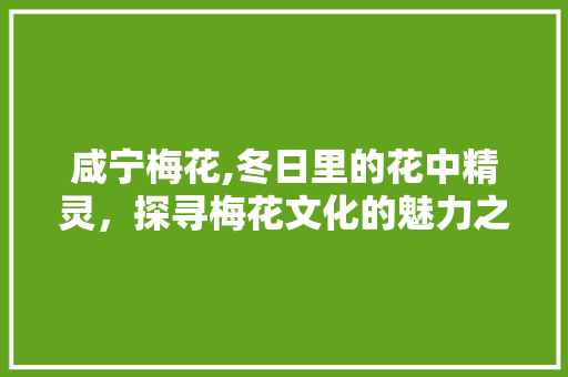 咸宁梅花,冬日里的花中精灵，探寻梅花文化的魅力之地