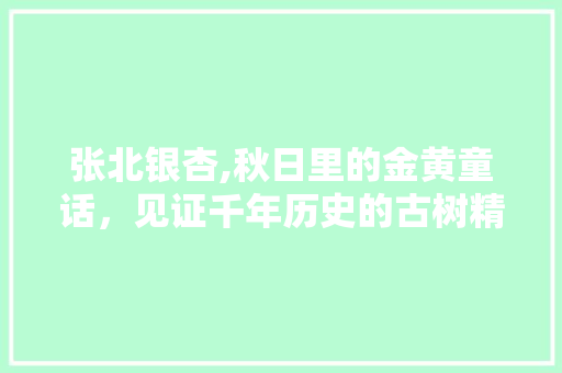 张北银杏,秋日里的金黄童话，见证千年历史的古树精灵  第1张