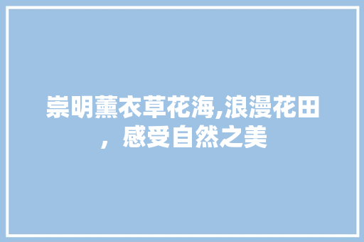 崇明薰衣草花海,浪漫花田，感受自然之美  第1张