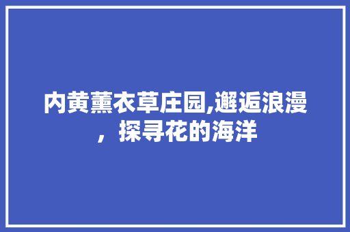 内黄薰衣草庄园,邂逅浪漫，探寻花的海洋