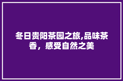 冬日贵阳茶园之旅,品味茶香，感受自然之美