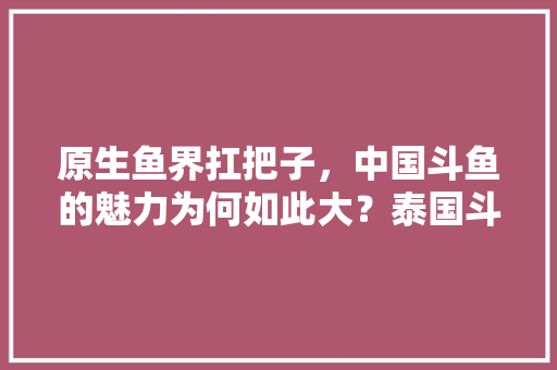 原生鱼界扛把子，中国斗鱼的魅力为何如此大？泰国斗鱼逊色在哪，魅力泰国旅游宣传片。