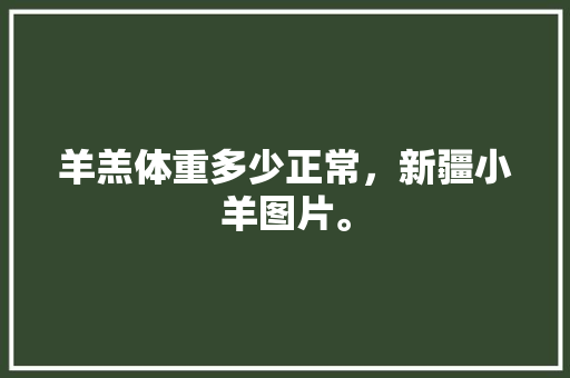 羊羔体重多少正常，新疆小羊图片。