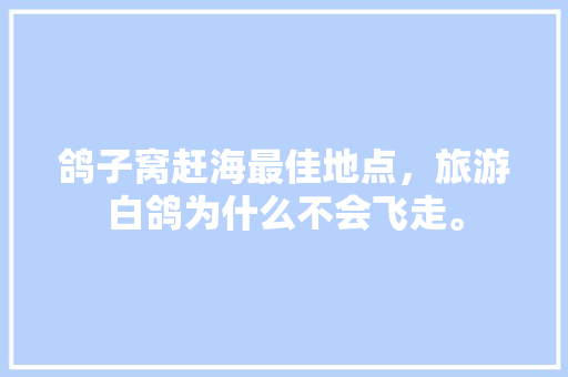 鸽子窝赶海最佳地点，旅游白鸽为什么不会飞走。