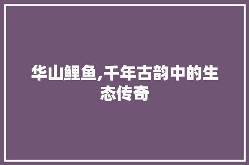 华山鲤鱼,千年古韵中的生态传奇