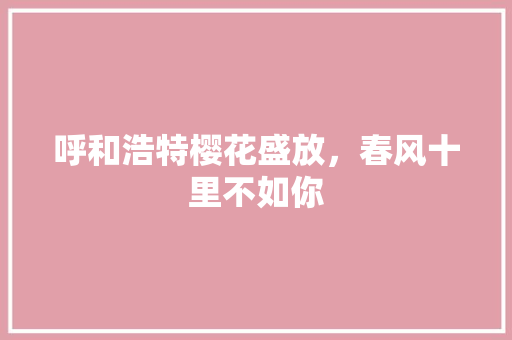 呼和浩特樱花盛放，春风十里不如你