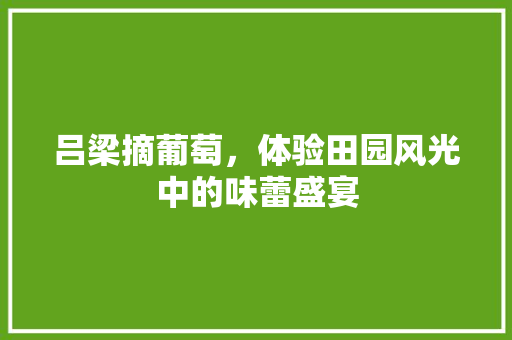 吕梁摘葡萄，体验田园风光中的味蕾盛宴