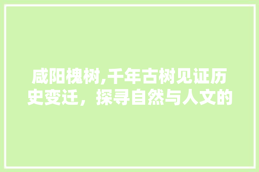 咸阳槐树,千年古树见证历史变迁，探寻自然与人文的交融之美