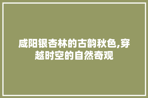 咸阳银杏林的古韵秋色,穿越时空的自然奇观