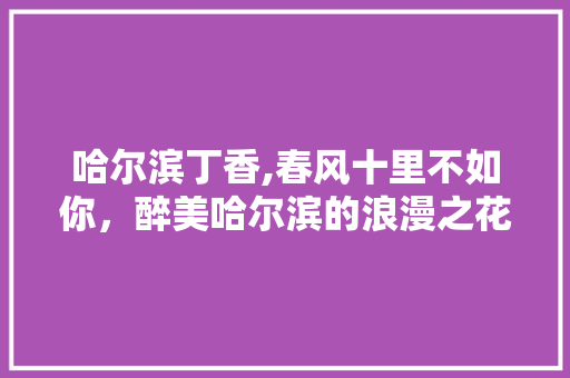 哈尔滨丁香,春风十里不如你，醉美哈尔滨的浪漫之花