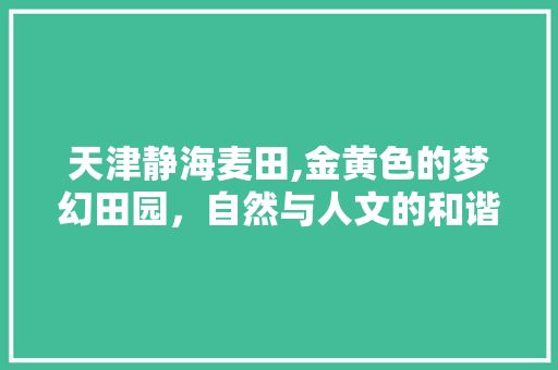 天津静海麦田,金黄色的梦幻田园，自然与人文的和谐交融