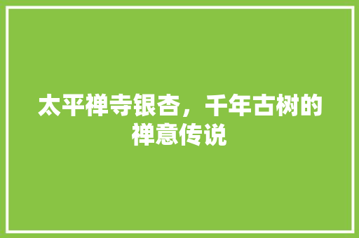 太平禅寺银杏，千年古树的禅意传说