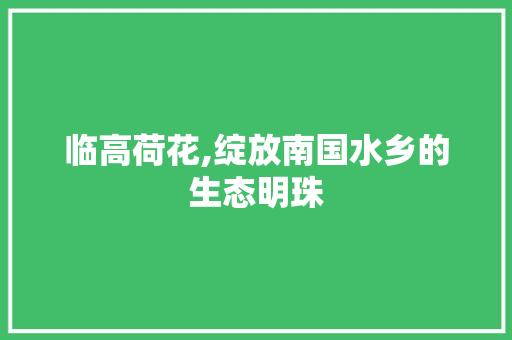 临高荷花,绽放南国水乡的生态明珠