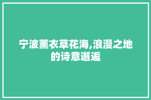 宁波薰衣草花海,浪漫之地的诗意邂逅