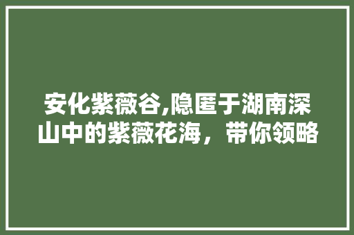 安化紫薇谷,隐匿于湖南深山中的紫薇花海，带你领略自然之美