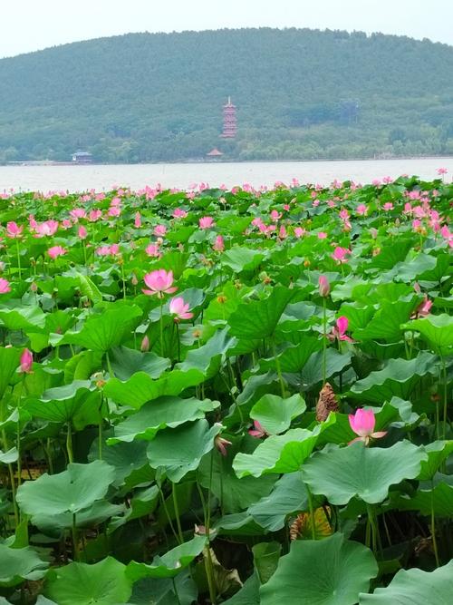 临桂荷花,夏日里的浪漫仙境