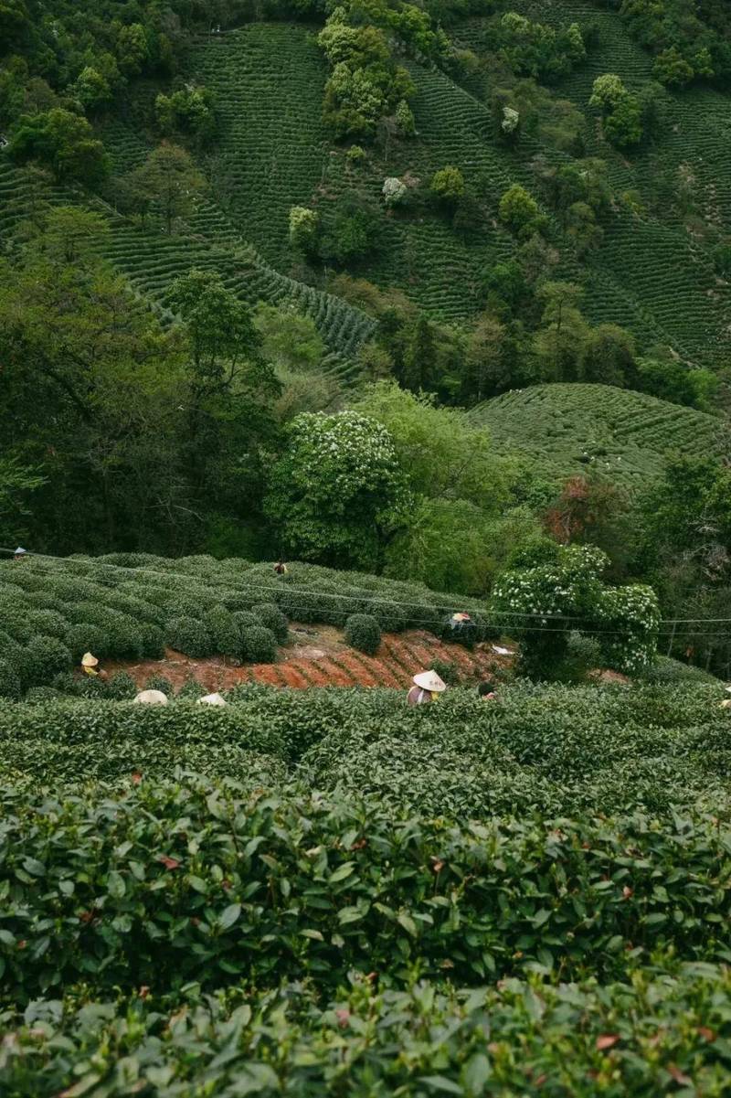 云南彝良茶园,自然的恩赐，茶的秘境