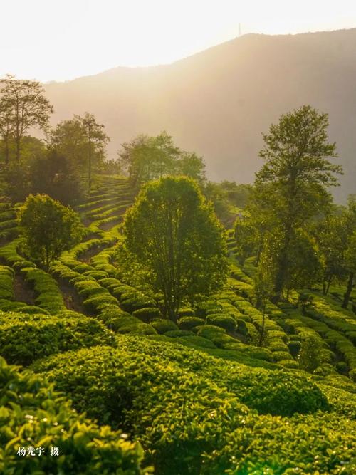 云顶山下茶园,探寻自然之美，品味人生真谛