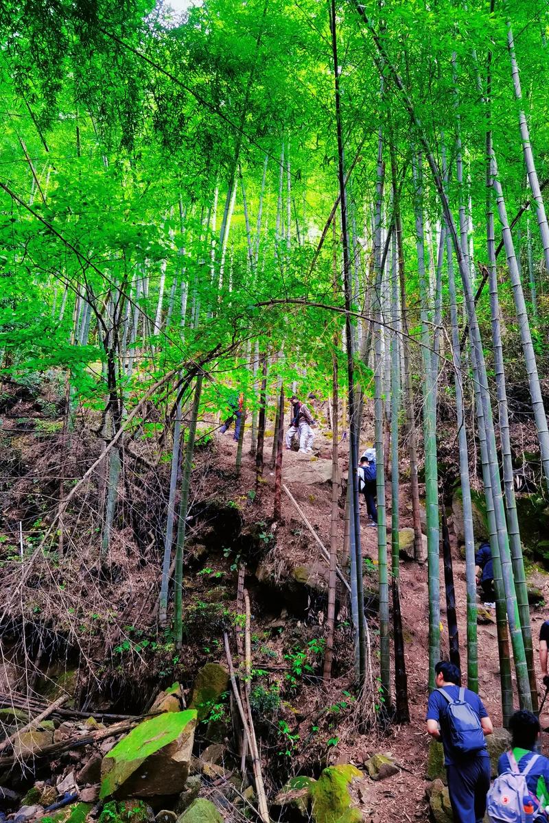 五一踏青莫干山，寻一处诗意栖息地  第2张