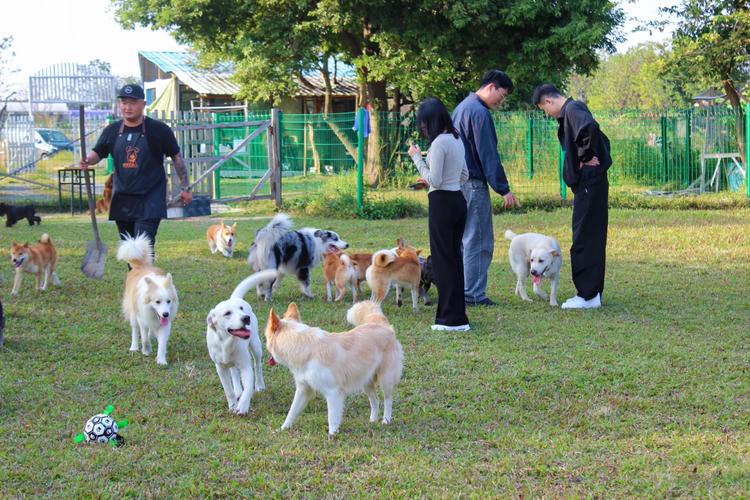 信阳宠物乐园,人与宠共融的美好天地