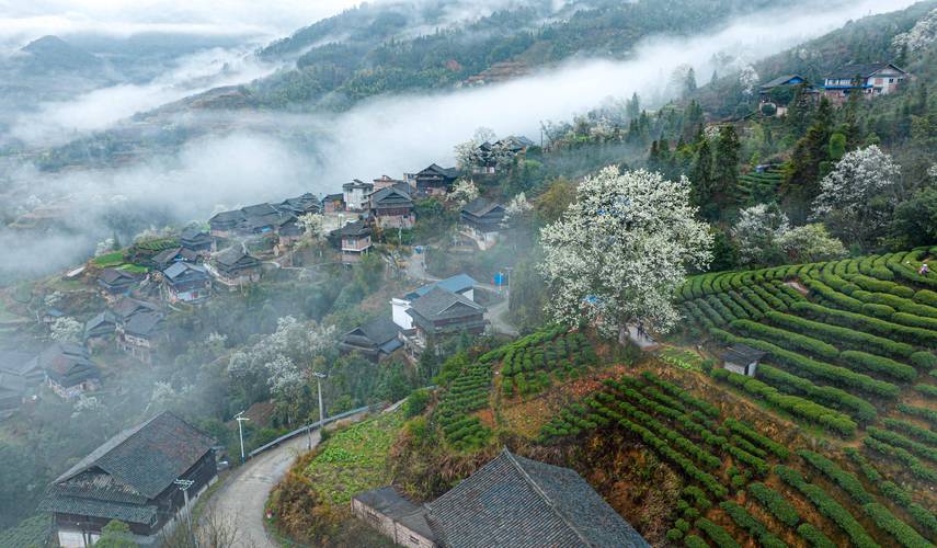 凤凰茶园,千年古韵，茶香四溢的世外桃源