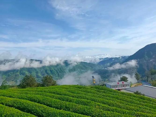 勉县茶店,千年古韵，茶香四溢的山水画卷  第2张