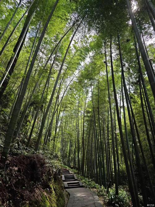 北川竹海,蜀山仙境，竹影婆娑的绿意盎然