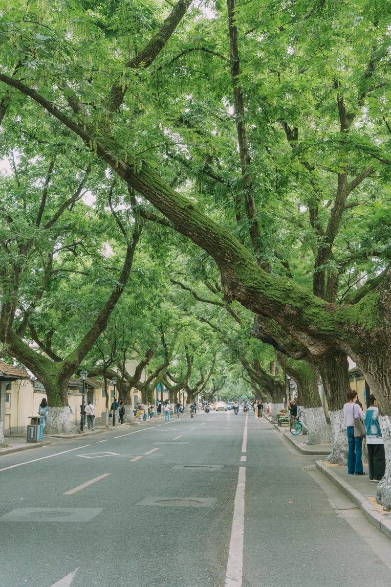 华东五省风情画卷,探寻历史的印记与自然的韵律