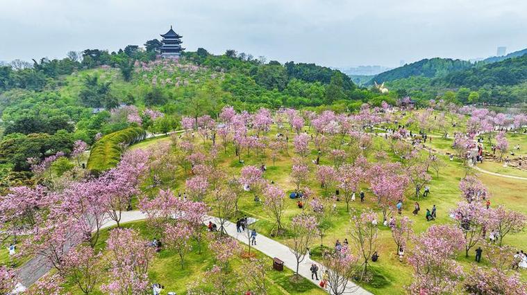 南宁景山公园,绿意盎然的历史文化园林之旅