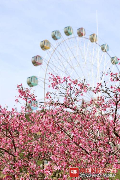 南宁樱花盛放，邂逅春日浪漫之旅  第2张