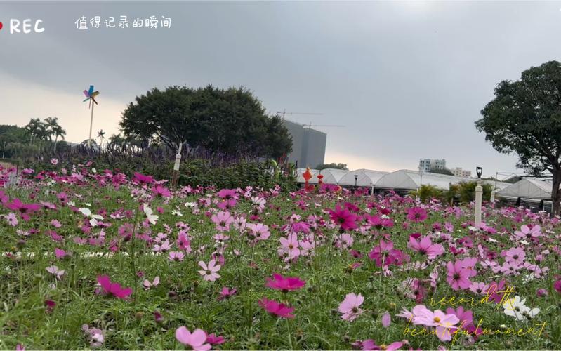 南宁鲜花盛景,探寻城市中的浪漫角落  第2张