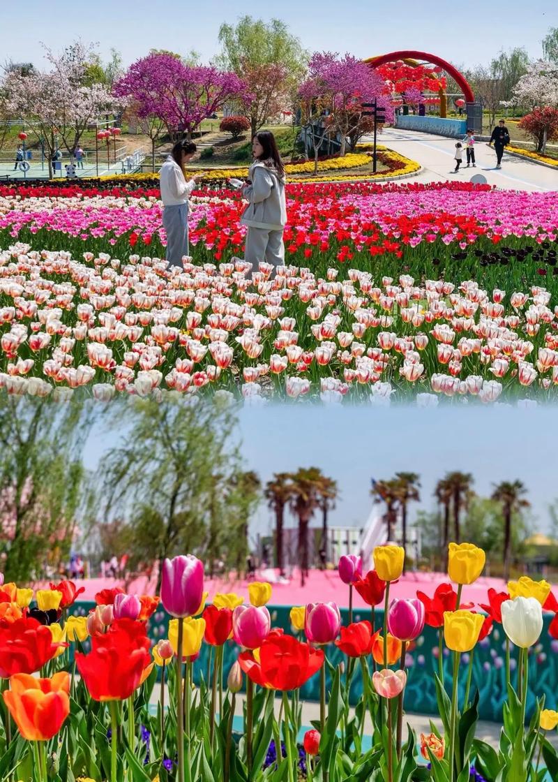 南通鲜花小镇,花海中的诗意田园，感受浪漫乡村风情