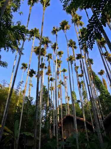 厦门槟榔,探寻闽南文化精髓的旅游胜地