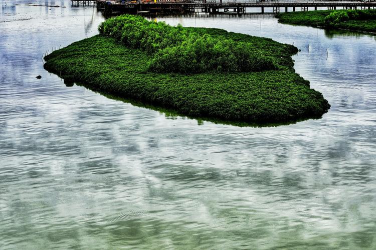 厦门湿地公园,生态之美，自然之韵  第2张