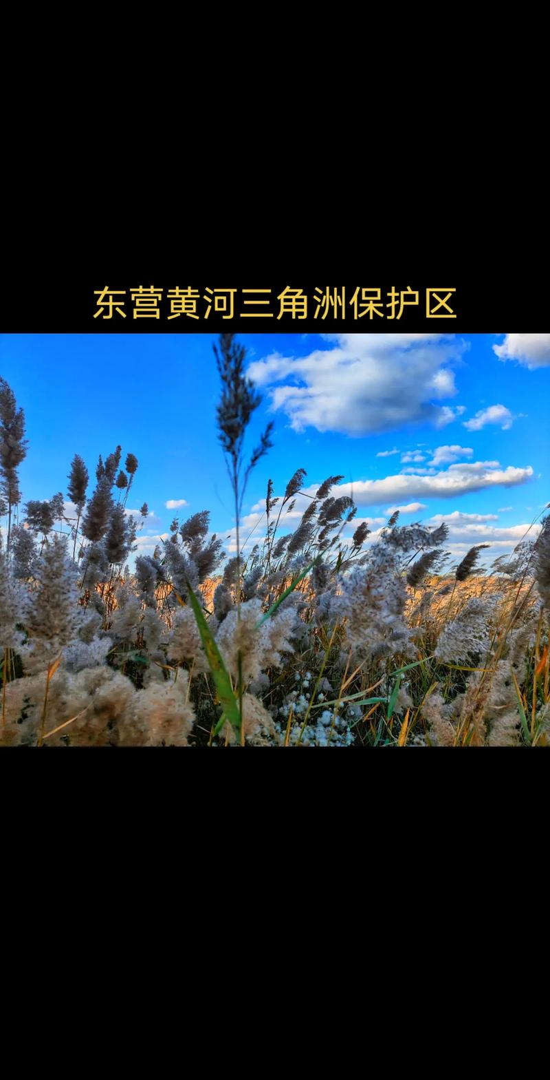 东营经典景点,探寻黄河入海口的自然魅力与文化底蕴