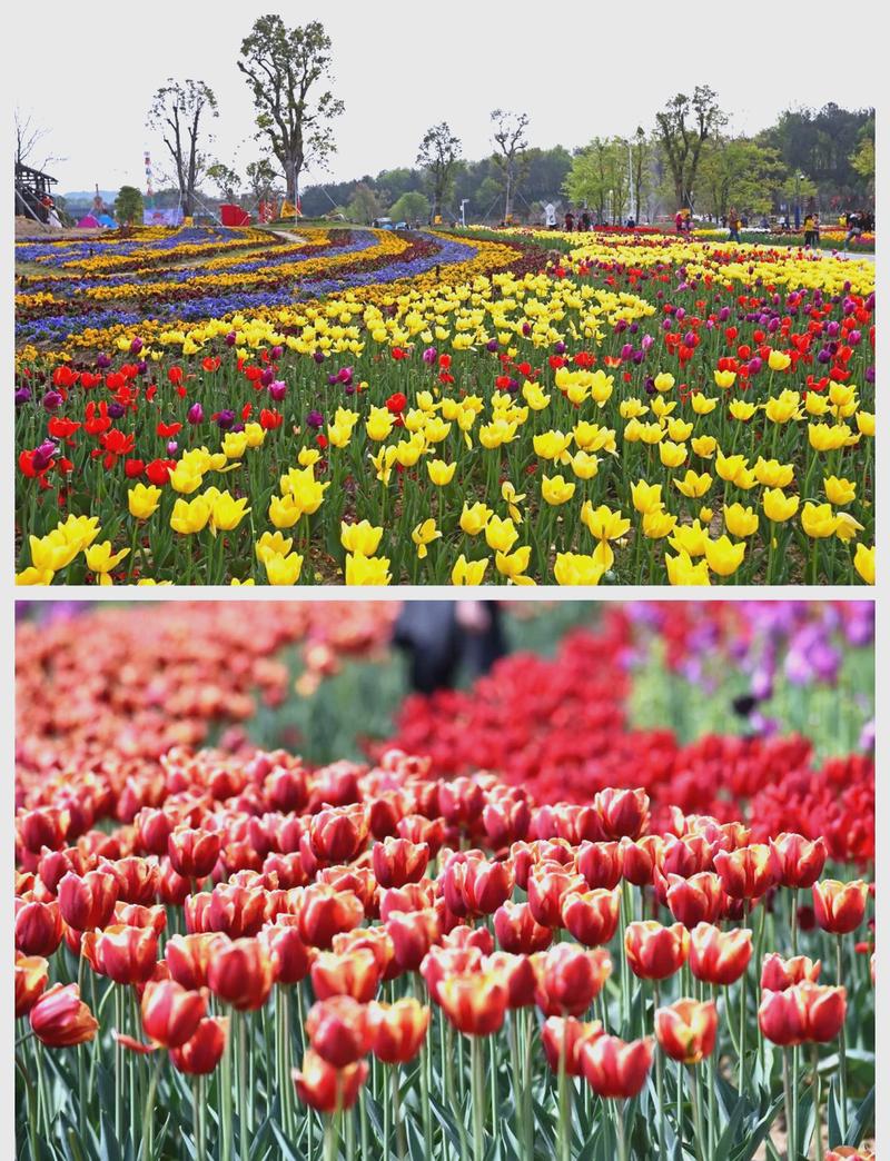 中原花博会,花海盛宴，再现千年花乡魅力