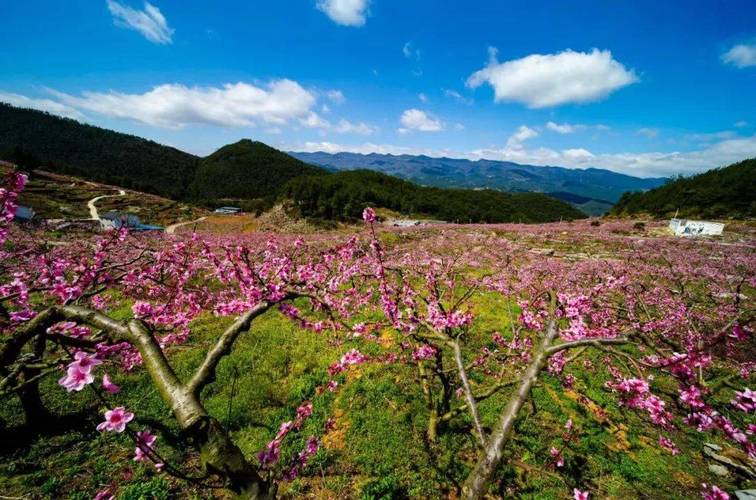 丰都名山春游,踏青赏花，探寻千年古镇的韵味