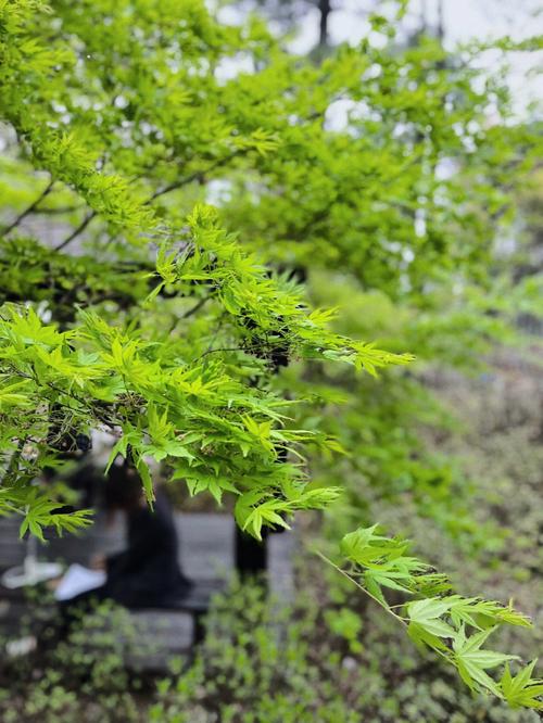 临平山北,穿越时光的绿意之旅