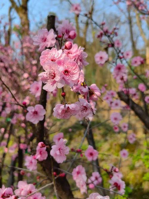 临沂桃花，春风十里不如你的浪漫