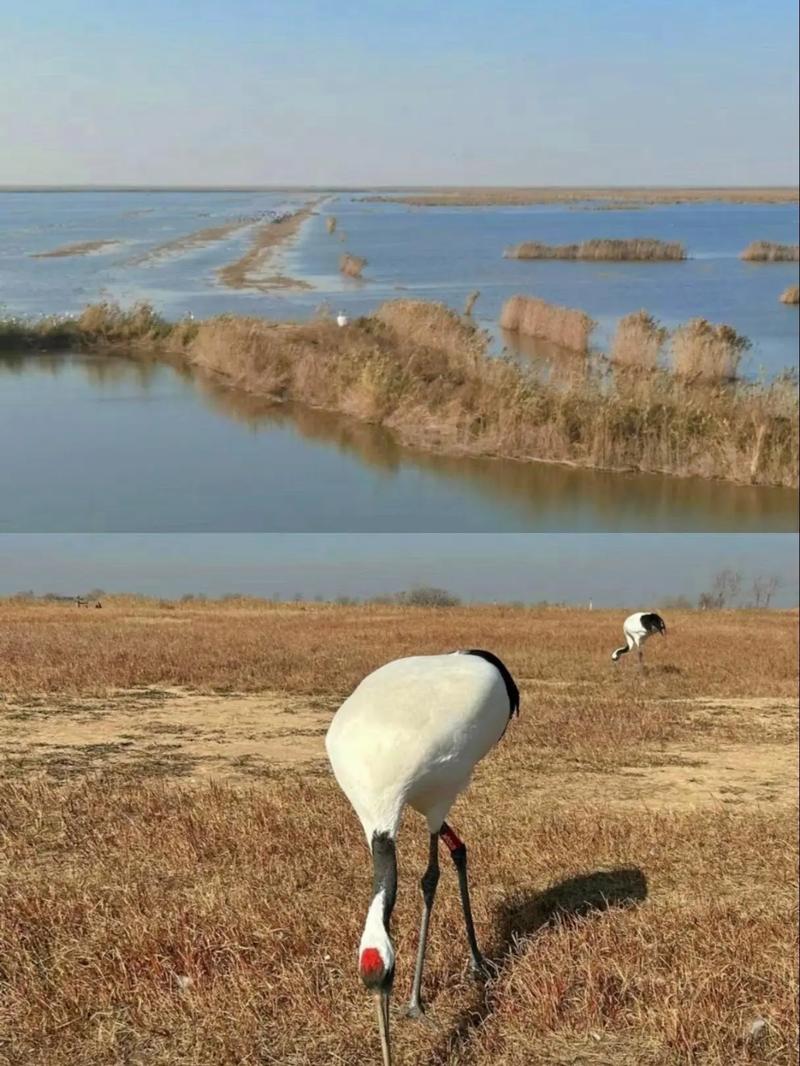 丹顶鹤故乡江西,自然奇观与生态旅游的完美融合