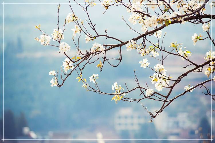 从化梨花公园,春日里的诗意栖息地